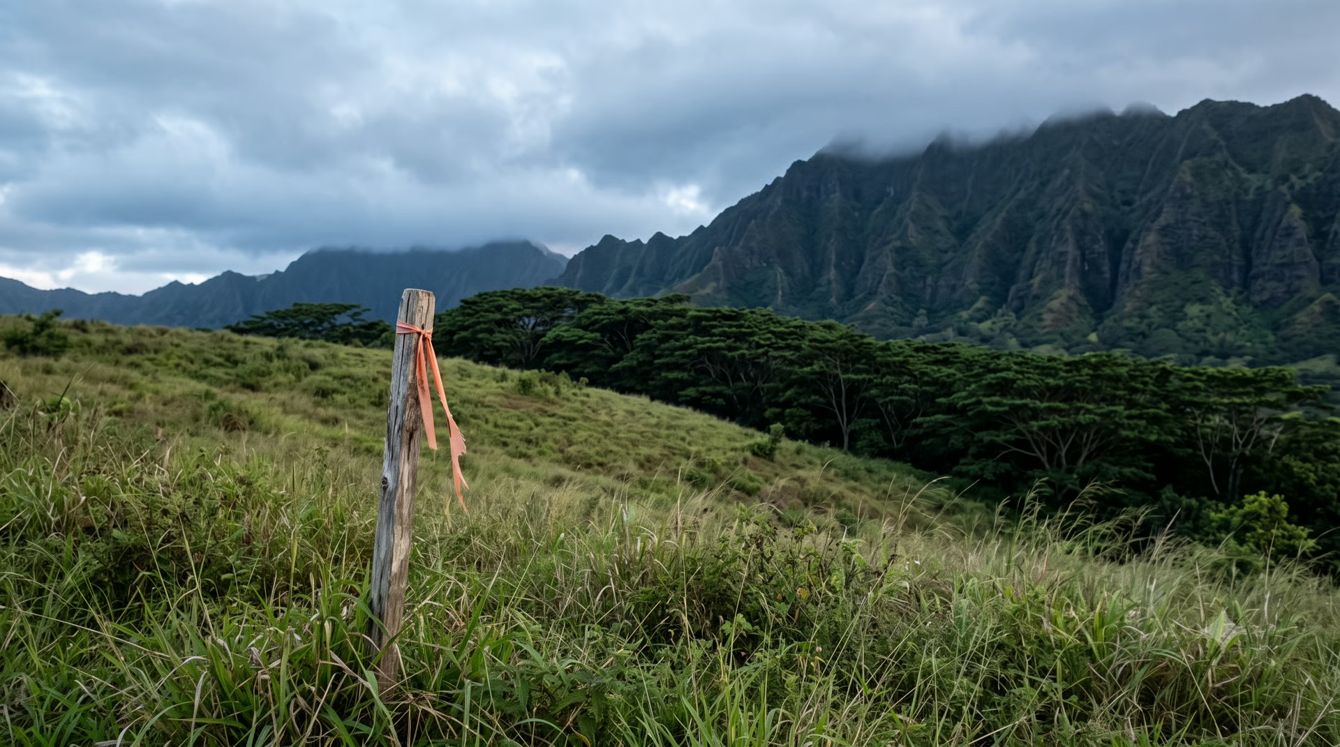 Open grassland below the Koʻolau Range near Kalāheo Hillside